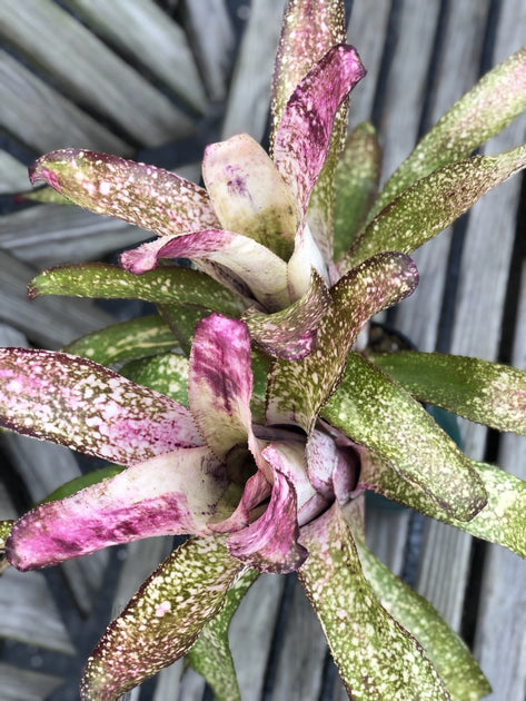 Billbergia 'Purple Moon Dust' – Tropiflora