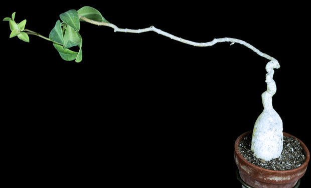 Euphorbia platycephala