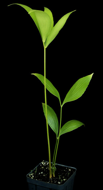 Zamia nesophila