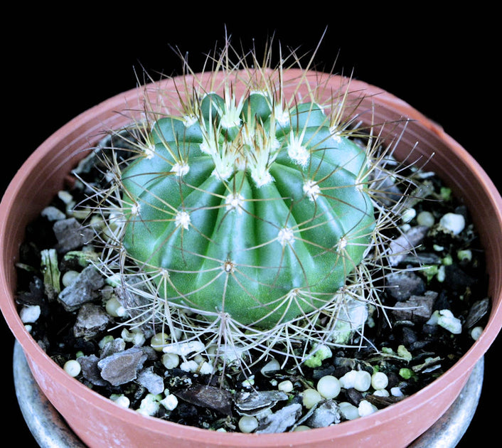 Melocactus ernestii
