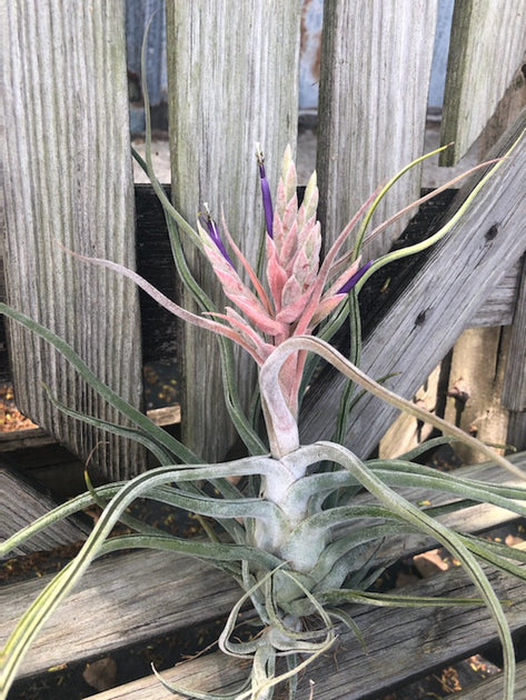 C*.様 Tillandsia Ty Tillandsia 'Ty' – Tropiflora