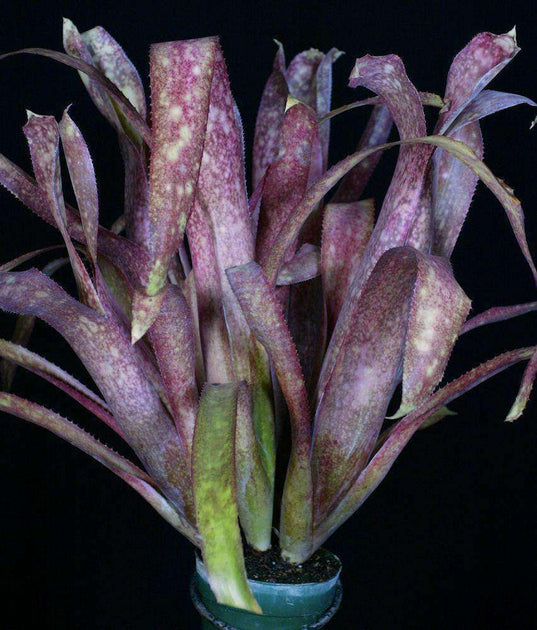Billbergia 'Buried Treasure' – Tropiflora