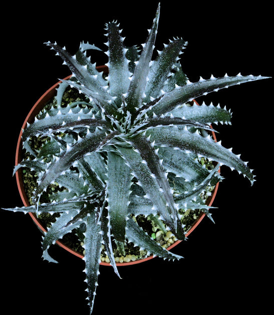 DBディッキア Dyckia fosteriana x platyphylla Dyckia fosteriana x platyphylla clone #2 – Tropiflora