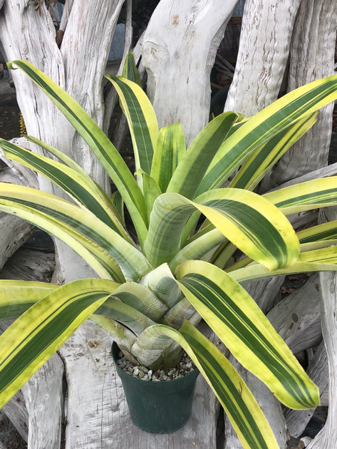ブロメリア・エアープランツ Alcantarea Moray Alcantarea 'Moray' – Tropiflora