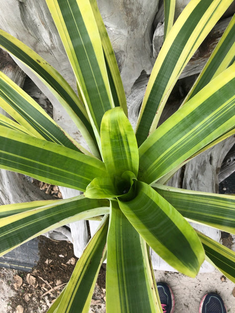 ブロメリア・エアープランツ Alcantarea Moray Alcantarea 'Moray' – Tropiflora