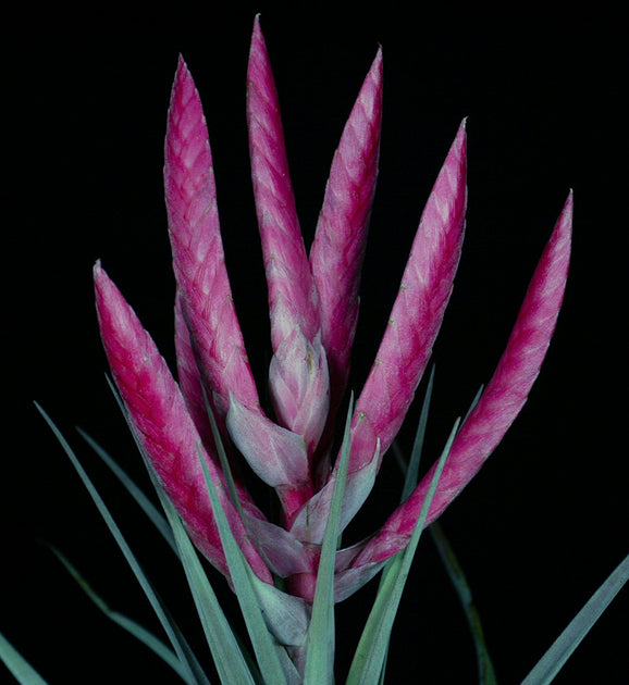 Tillandsia 'Super Steve' – Tropiflora