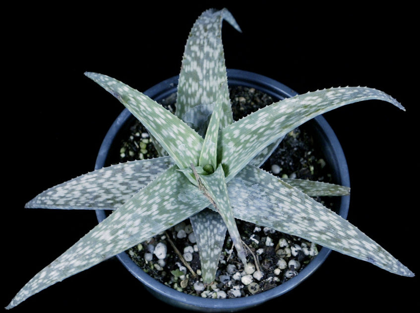 Aloe rauhii 'Snowflake'