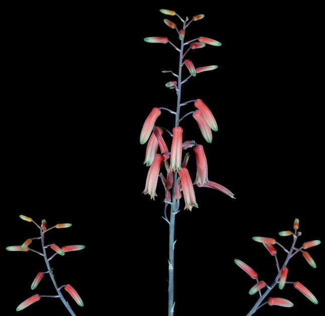 Aloe rauhii 'Snowflake' – Tropiflora