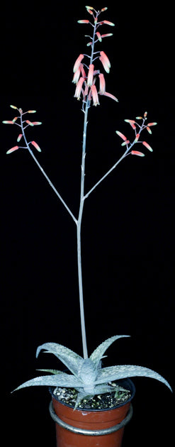 Aloe rauhii 'Snowflake' – Tropiflora