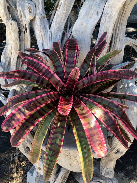 ブロメリア・エアープランツ Neoregelia Strike Force Neoregelia 'Strike Force' – Tropiflora