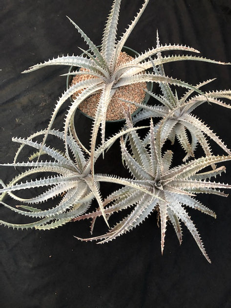 Dyckia 'Bone' x (goehringii x Gray Ops) – Tropiflora
