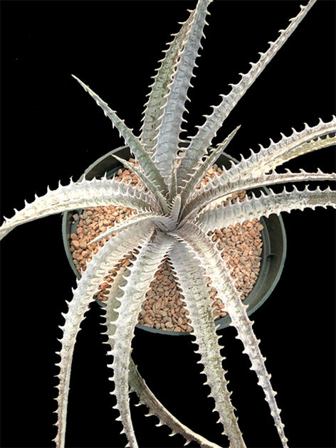 Dyckia 'Bone' x (goehringii x Gray Ops) – Tropiflora