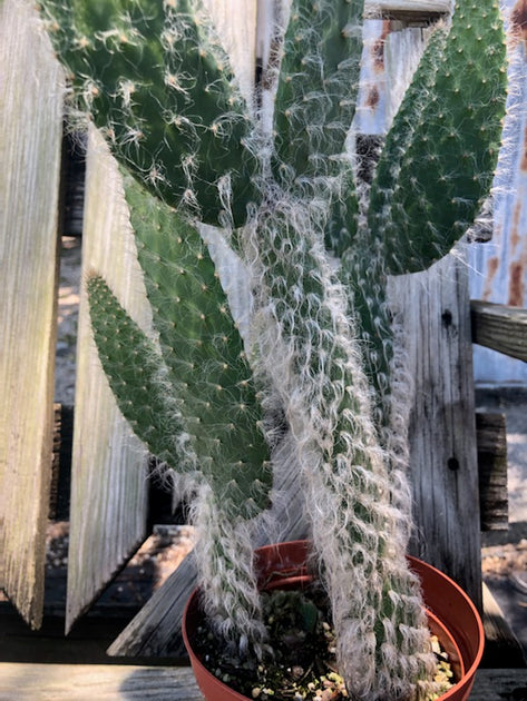 Opuntia engelmannii var. broskowitzii 'Hairy Roger' – Tropiflora