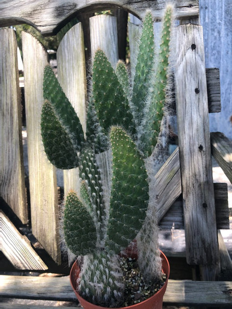 Opuntia engelmannii var. broskowitzii 'Hairy Roger' – Tropiflora