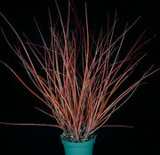 Acanthostachys pitcairnioides - Tropiflora
