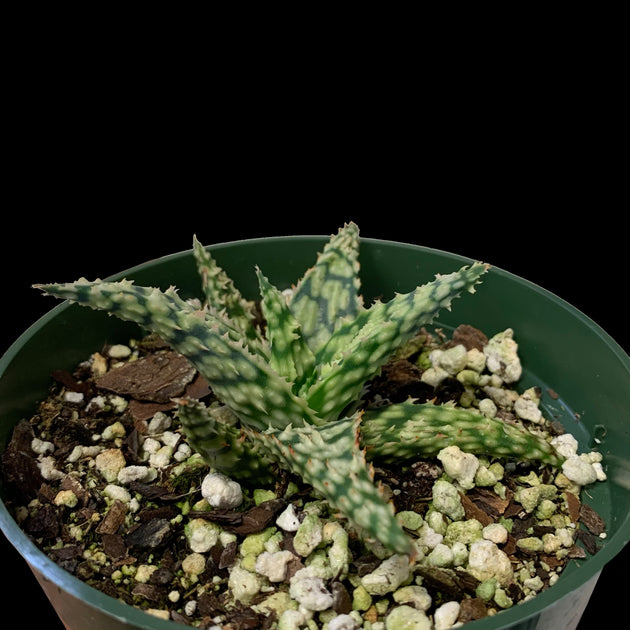 Aloe 'Snowstorm'