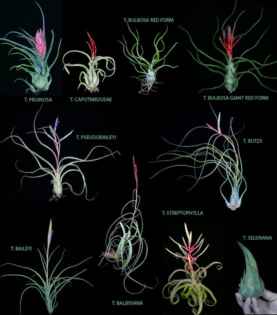 bulbous air plants Bulbous Tillandsia Collection – Tropiflora