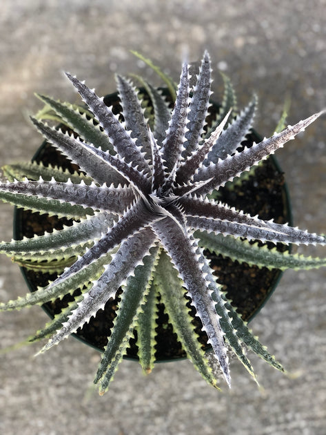 Dyckia 'Arizona' f2 – Tropiflora