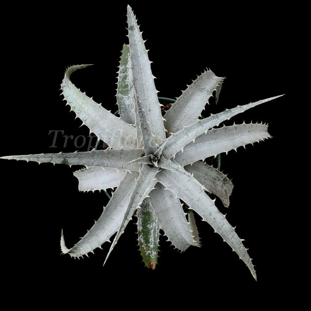 Dyckia mezii