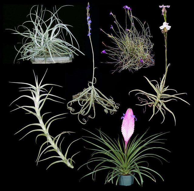 fragrant air plants Fantastically Fragrant Tillandsia Collection – Tropiflora