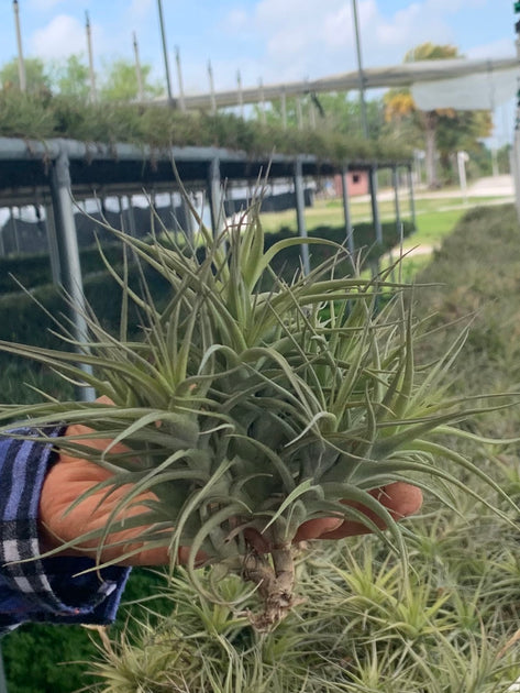 bergeri air plant Tillandsia bergeri – Tropiflora