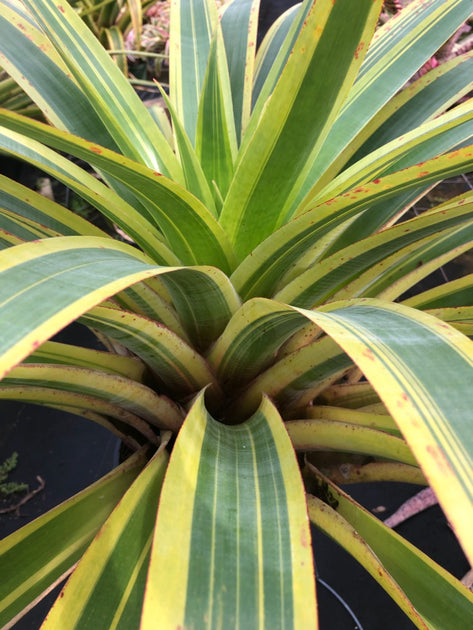 Alcantarea 'Aurora' – Tropiflora