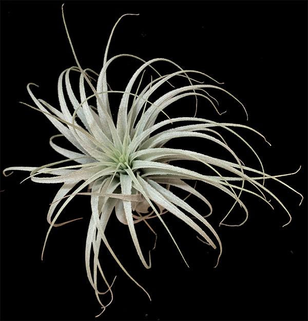 Tillandsia chapeuensis – Tropiflora