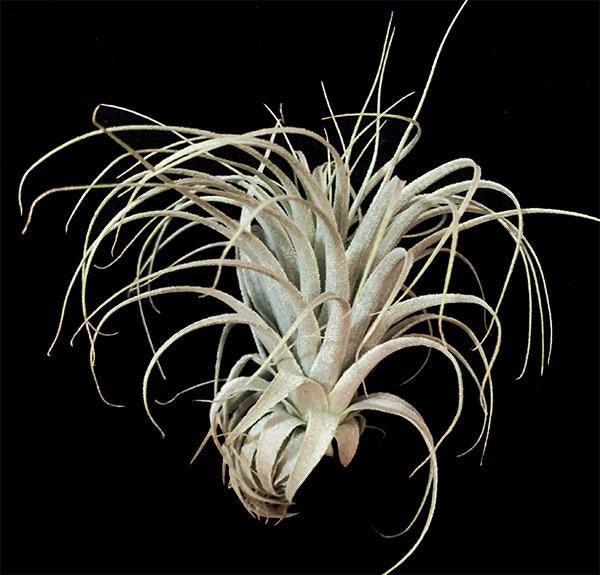 Tillandsia chapeuensis 速達発送 Tillandsia chapeuensis 速達発送 - メルカリ