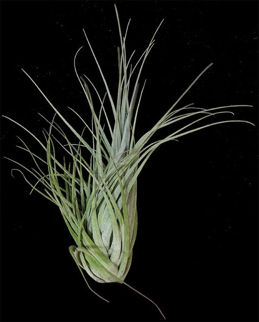 ブロメリア・エアープランツ Tillandsia piniformis Tillandsia piniformis – Tropiflora