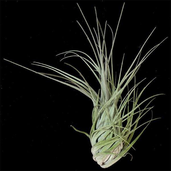 Tillandsia piniformis – Tropiflora