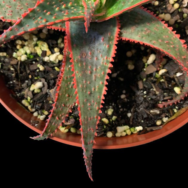 Aloe 'Christmas Carol'  Tropiflora