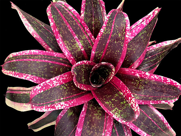ブロメリア・エアープランツ Neoregelia 'Bombshell Marginated' N0600 Neoregelia “Bombshell” albo marginated