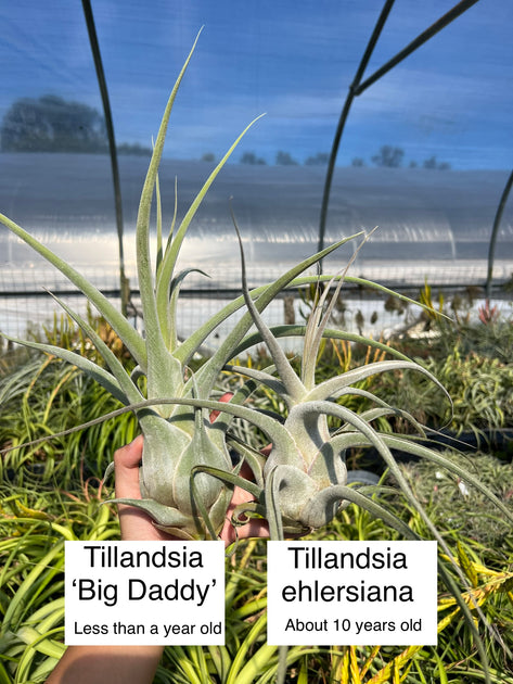 Tillandsia 'Big Daddy' – Tropiflora