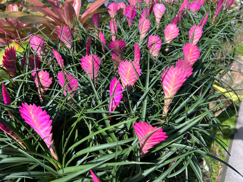 Wallisia cyanea (formerly Tillandsia)