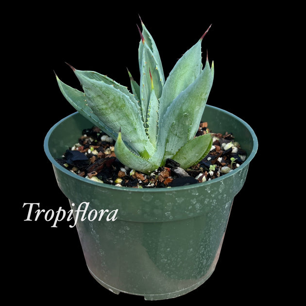 Agave potatorum 'Cubic' – Tropiflora