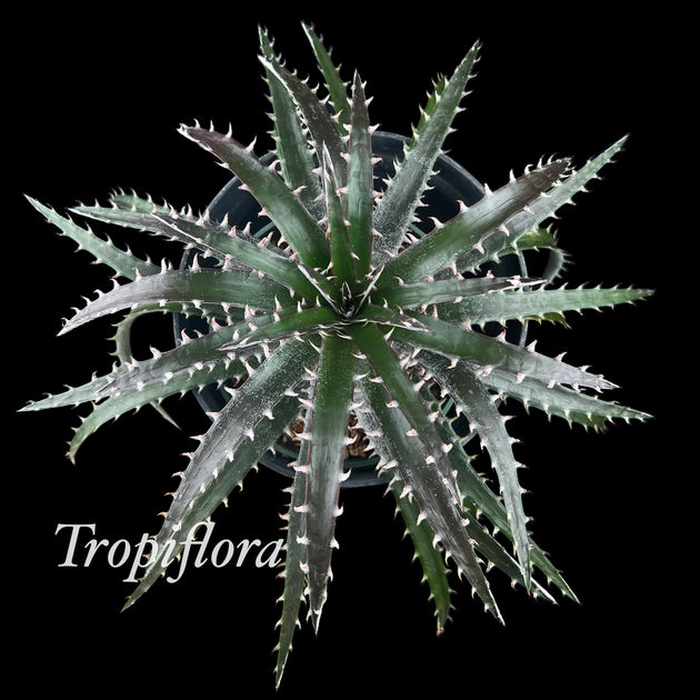 Dyckia 'Arizona' x reitzii v. rubra – Tropiflora
