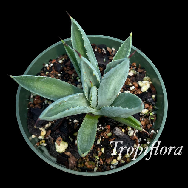 Agave potatorum 'Cubic' – Tropiflora