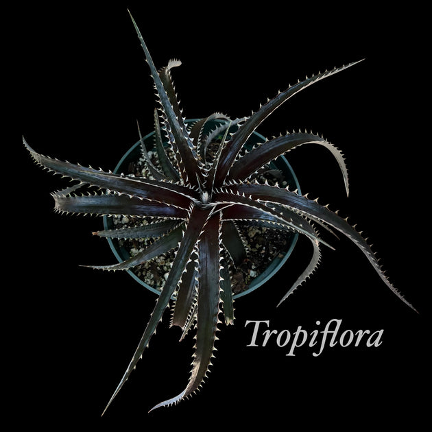 DBディッキア Dyckia Paylen x BS x Arizona #09 ディッキア（Dyckia 'Arizona Small' x ('Brittle Star' x 'Bill