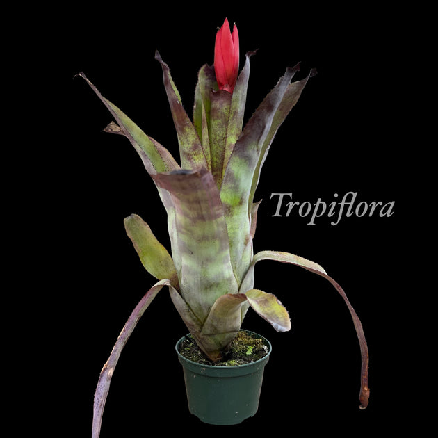 x Canmea 'Galaxy' albomarginated – Tropiflora