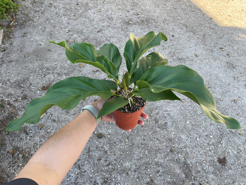 anthurium plowmanii fruffles variegated Anthurium plowmanii 'Fruffles' – Tropiflora