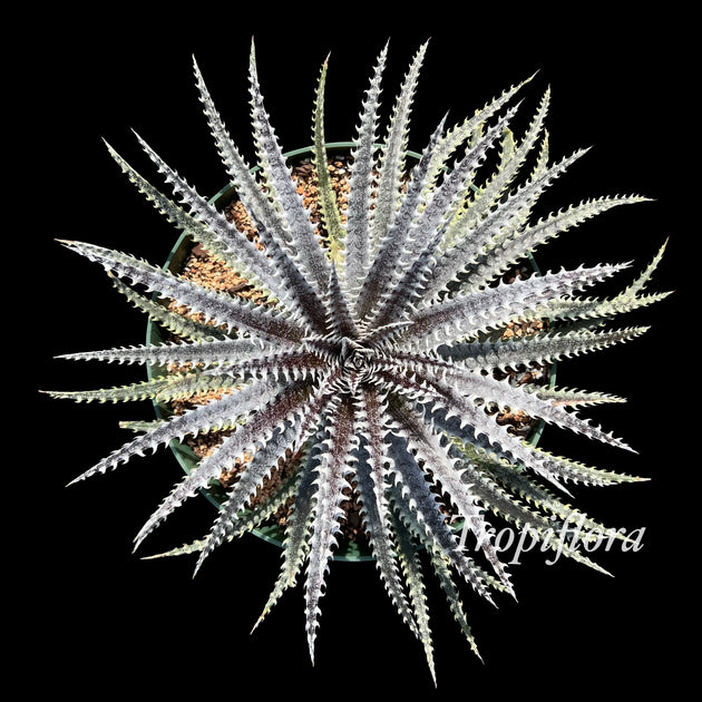 ディッキア ビルペイレン Dyckia Bill Paylen F00073_Dyckia 'Bill Paylen' (BCR:12763)：ディッキア
