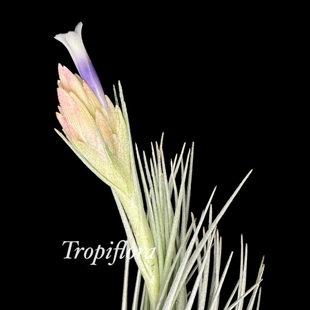 Tillandsia tomekii – Tropiflora