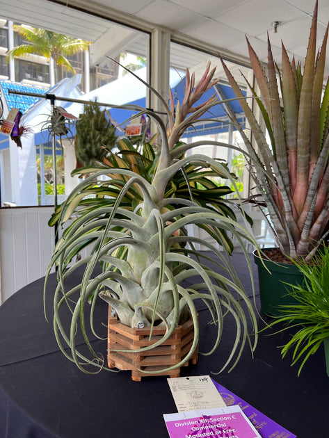 Tillandsia 'Big Daddy' – Tropiflora