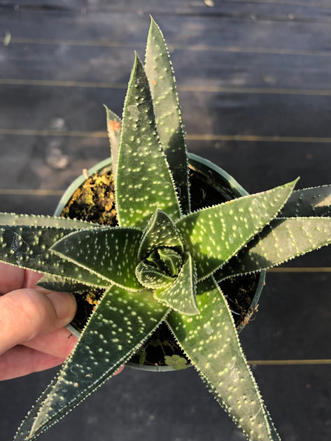 wolfgang succulent Gasteria 'Royal Wolfgang' – Tropiflora