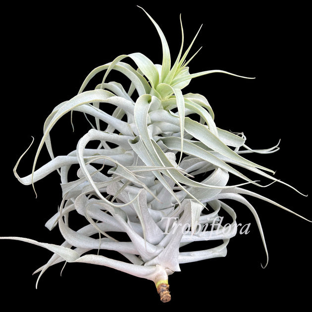 cacticola air plant Tillandsia cacticola 'Long Form Silver' – Tropiflora