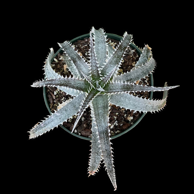 Dyckia 'Richard Kaz' – Tropiflora