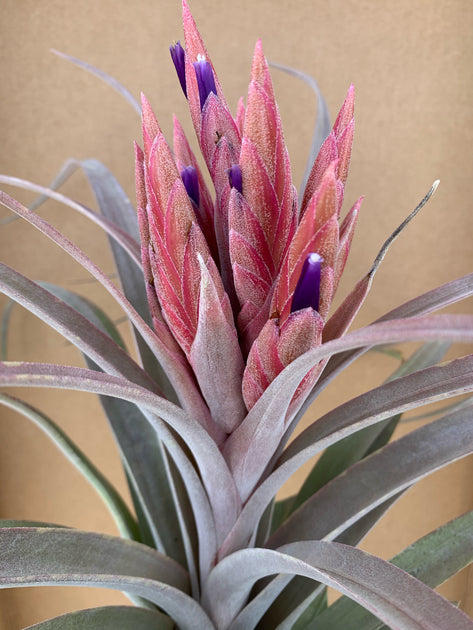 Tillandsia 'Tropical Fire' – Tropiflora