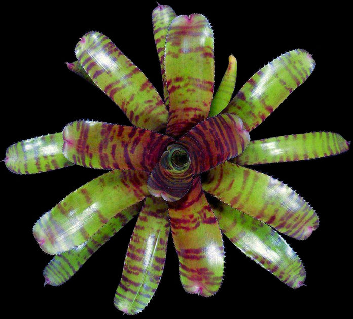 Neoregelia 'Groves Red Tiger' – Tropiflora Neoregelia 'Groves Red Tiger' – Tropiflora