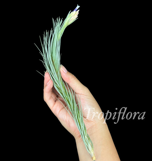 Tillandsia tomekii – Tropiflora