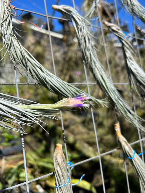 Tillandsia tomekii – Tropiflora